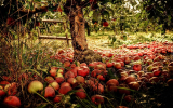 Повышение эфективности уборки яблок